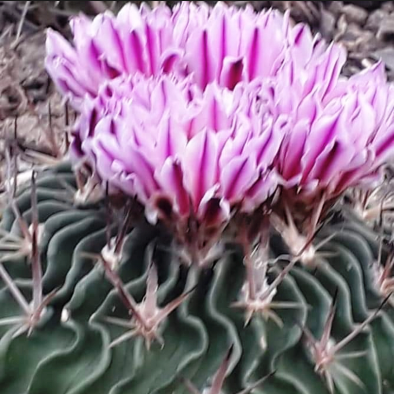 Echinofossulocactus Multicostatus Cactus Plant