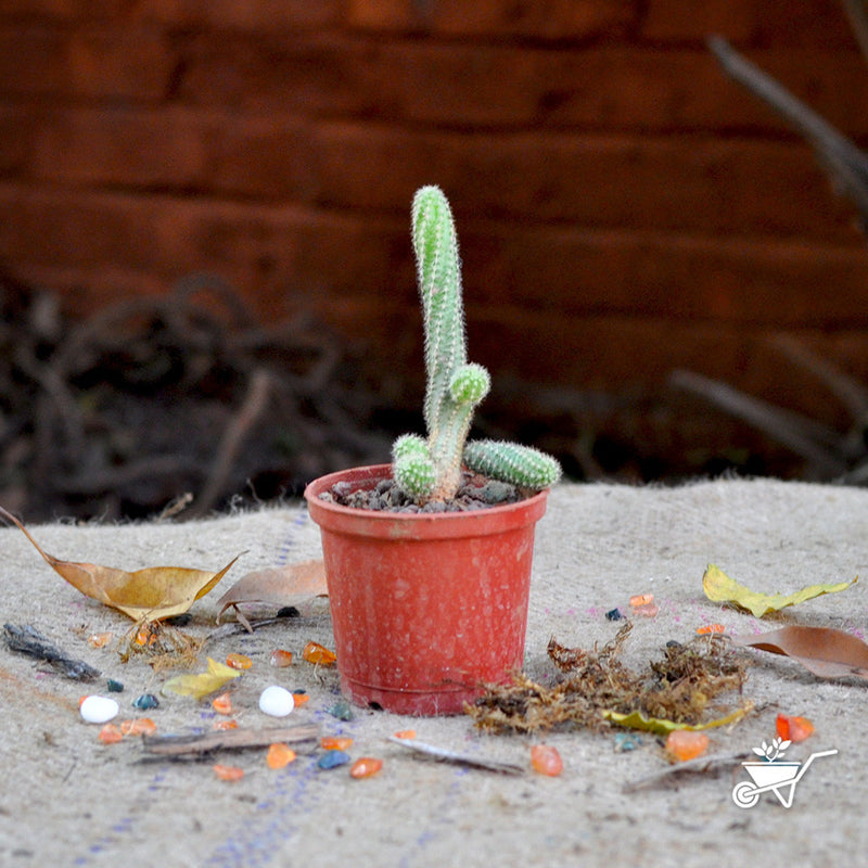 Peanut Cactus Plants myBageecha - myBageecha