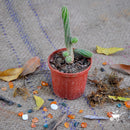 Peanut Cactus Plants myBageecha - myBageecha