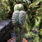 Echinopsis pentlandii f. Cristata Cactus Plant