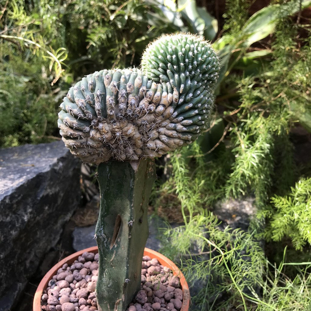 Echinopsis pentlandii f. Cristata Cactus Plant - myBageecha