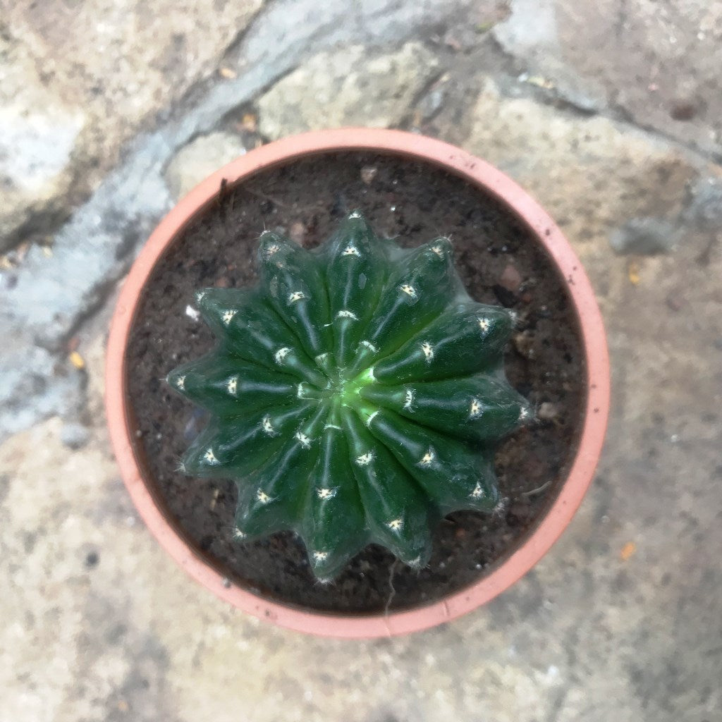 Echinopsis Eyriesii Cactus Plant - myBageecha