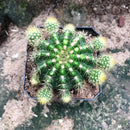 Echinopsis Rainbow Bursts Cactus Plant