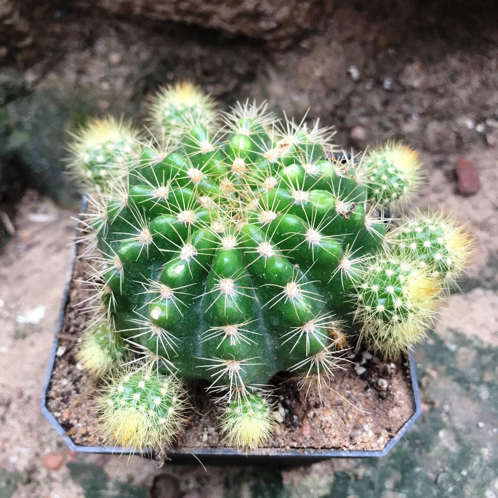 Echinopsis Rainbow Bursts Cactus Plant - myBageecha