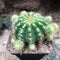 Echinopsis Rainbow Bursts Cactus Plant