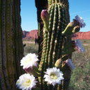 Echinopsis Terscheckii The Cardon Grande Cactus Plant