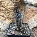 Setiechinopsis Mirabilis Flower of Prayer Cactus Plant