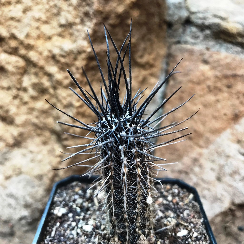 Setiechinopsis Mirabilis Flower of Prayer Cactus Plant - myBageecha