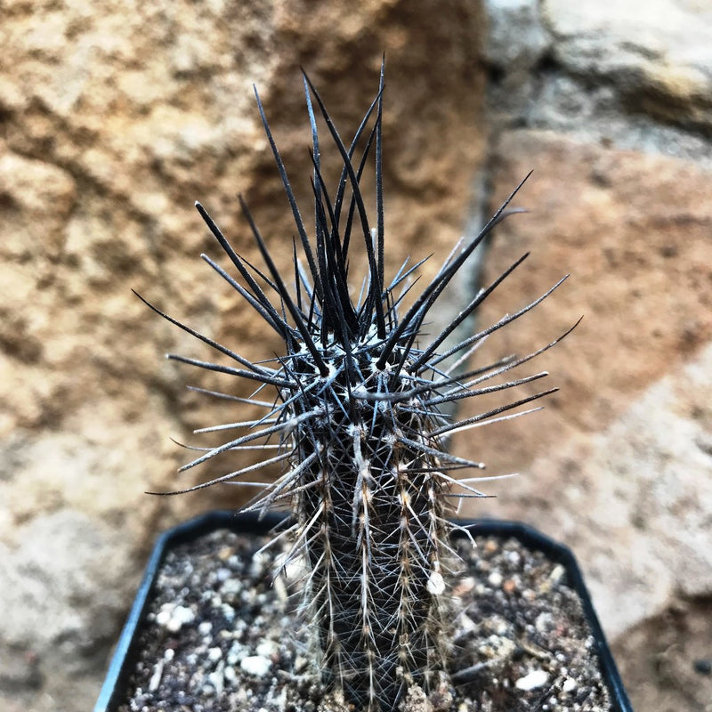 Setiechinopsis Mirabilis Flower of Prayer Cactus Plant