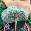 Echinopsis Silvestri f. Cristata Cactus Plant