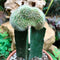 Echinopsis Silvestri f. Cristata Cactus Plant
