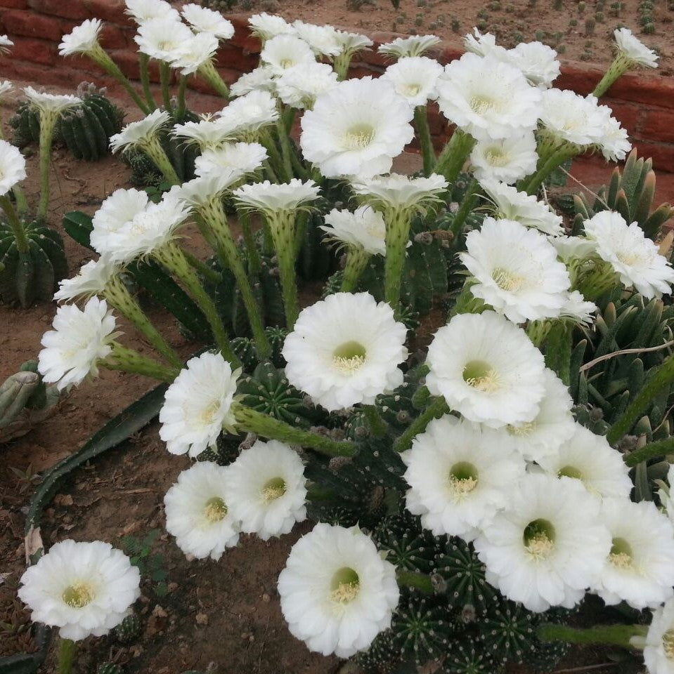 Echinopsis Oxygona Cactus Plant - myBageecha