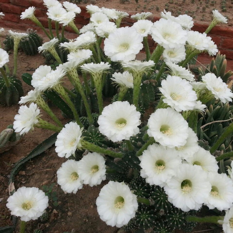 Echinopsis Oxygona Cactus Plant