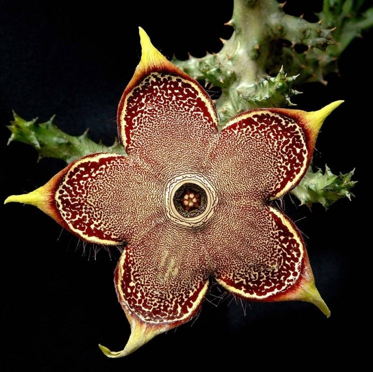 Edithocolea Grandish Succulent Plant - myBageecha