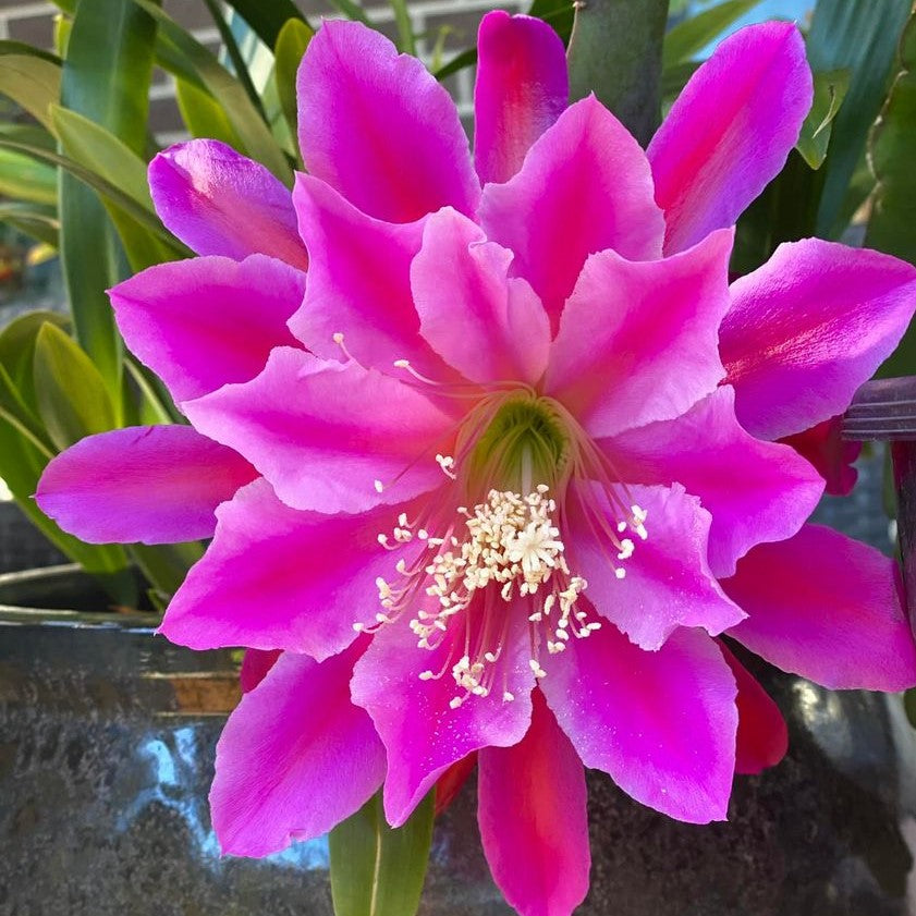 Epiphyllum Miss Hollywood Plant