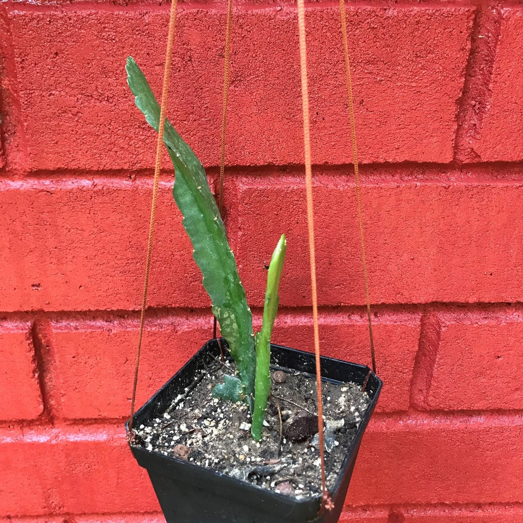 Epiphyllum Cutie Plant - myBageecha