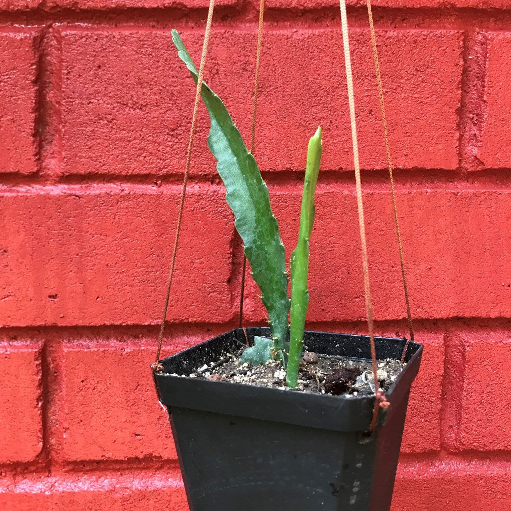 Epiphyllum Cutie Plant - myBageecha
