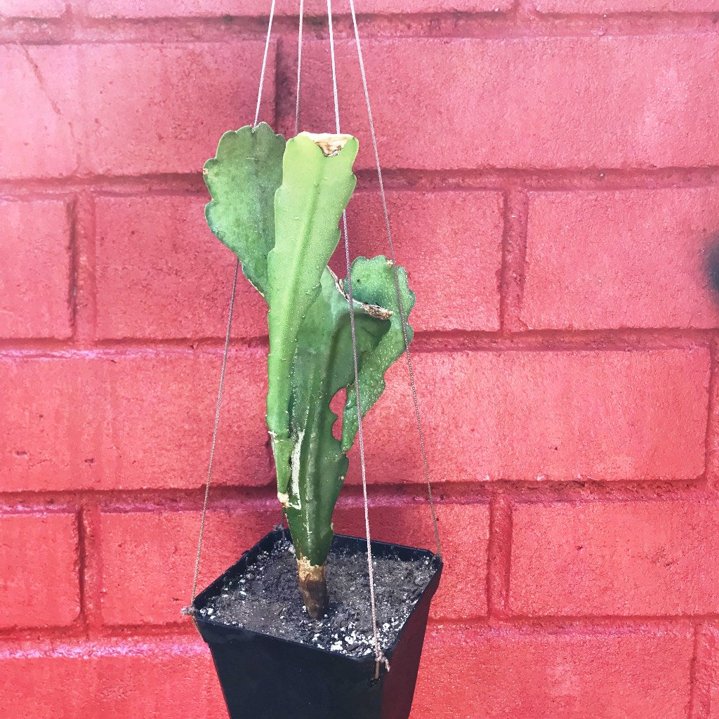 Epiphyllum King Midas Plant - myBageecha