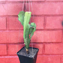 Epiphyllum King Midas Plant