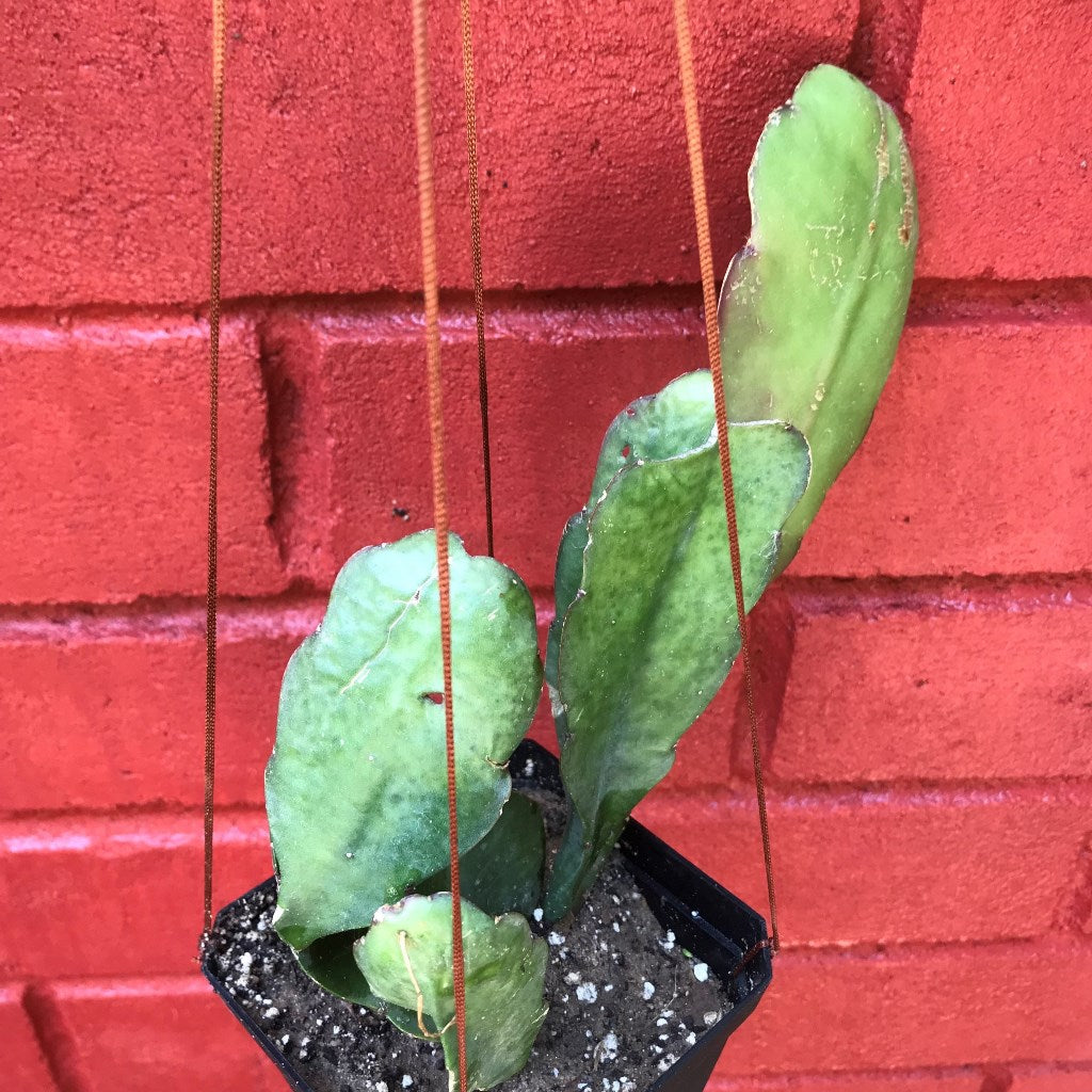Epiphyllum Miss America Plant - myBageecha