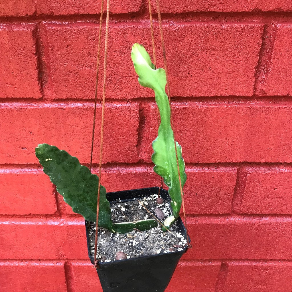 Epiphyllum Miss Hollywood Plant - myBageecha