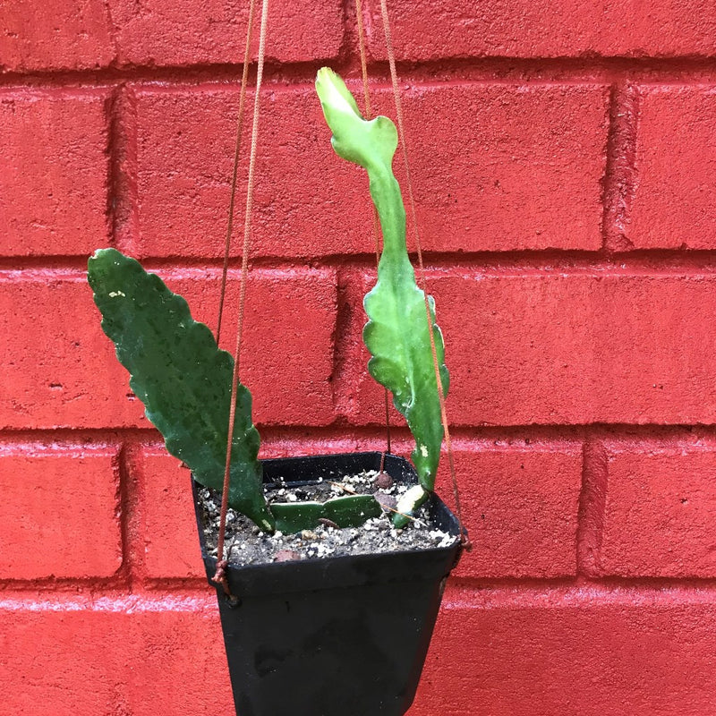 Epiphyllum Miss Hollywood Plant