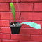 Epiphyllum Jennifer Ann Plant
