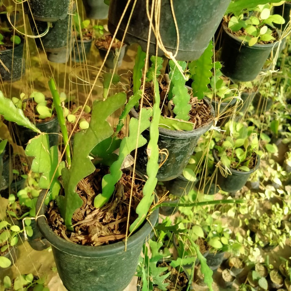 Epiphyllum Anguliger Cactus Plant - myBageecha