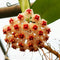 Hoya Erythrostemma Hat Som Paen Plant
