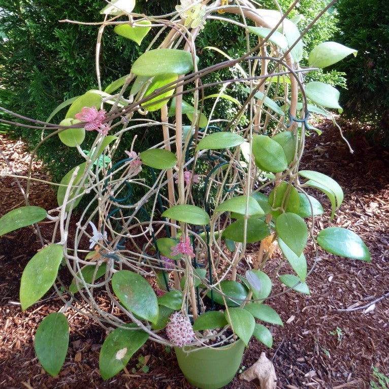 Hoya Erythrostemma Hat Som Paen Plant - myBageecha