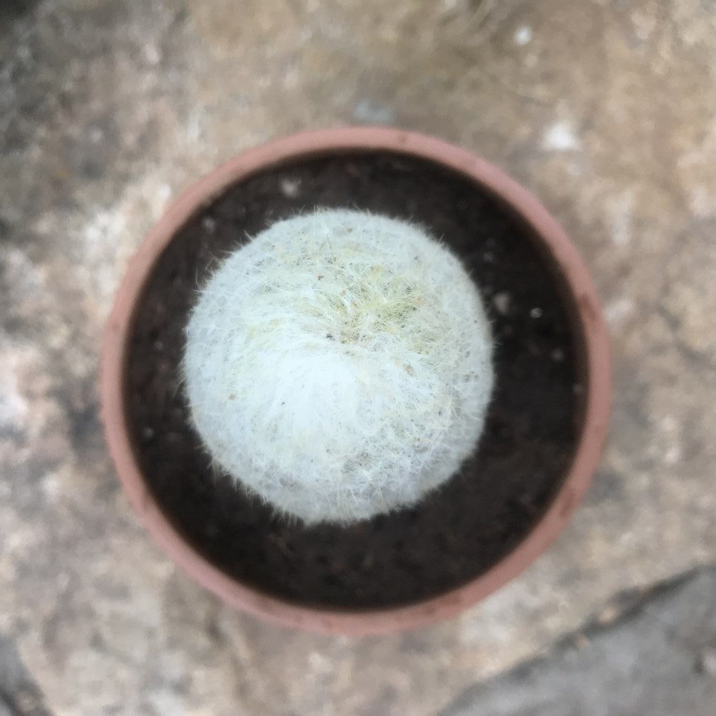 Espostoa Melanostele - Old Man Cactus Plant - myBageecha