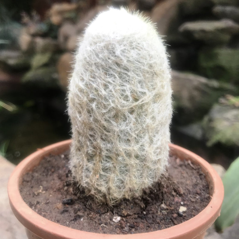 Espostoa Melanostele - Old Man Cactus Plant