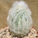 Espostoa Lanata Cotton Ball Cactus Plant
