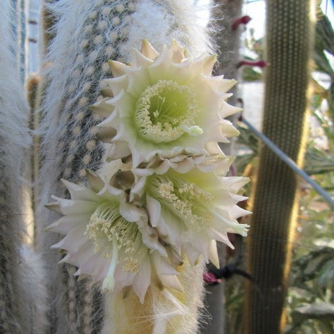 Espostoa Melanostele - Old Man Cactus Plant