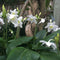 Eucharis grandiflora - Amazon Lily bulbs