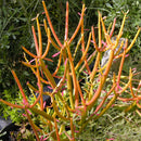 Euphorbia tirucalli 'Sticks on Fire' Plants myBageecha - myBageecha