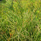 Euphorbia tirucalli 'Sticks on Fire' Cactus myBageecha - myBageecha