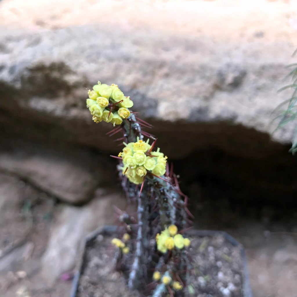 Euphorbia Aeruginosa Cactus Plant - myBageecha
