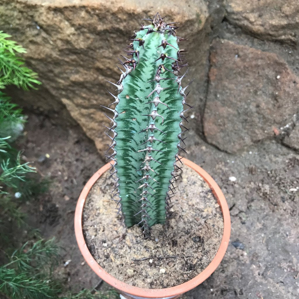 Euphorbia Confinalis ssp. Rhodesia Cactus Plant - myBageecha