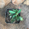 Euphorbia Decaryi Succulent Plant