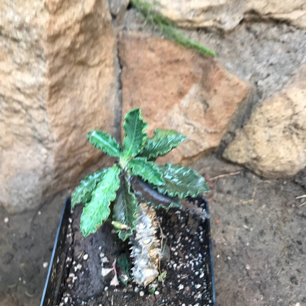 Euphorbia Decaryi Succulent Plant - myBageecha