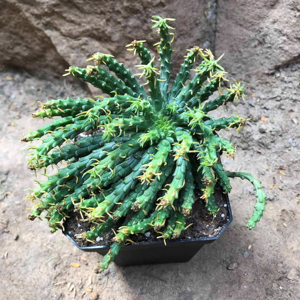 Euphorbia Flanaganii Medusas Head Succulent Plant - myBageecha