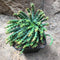 Euphorbia Flanaganii Medusas Head Succulent Plant