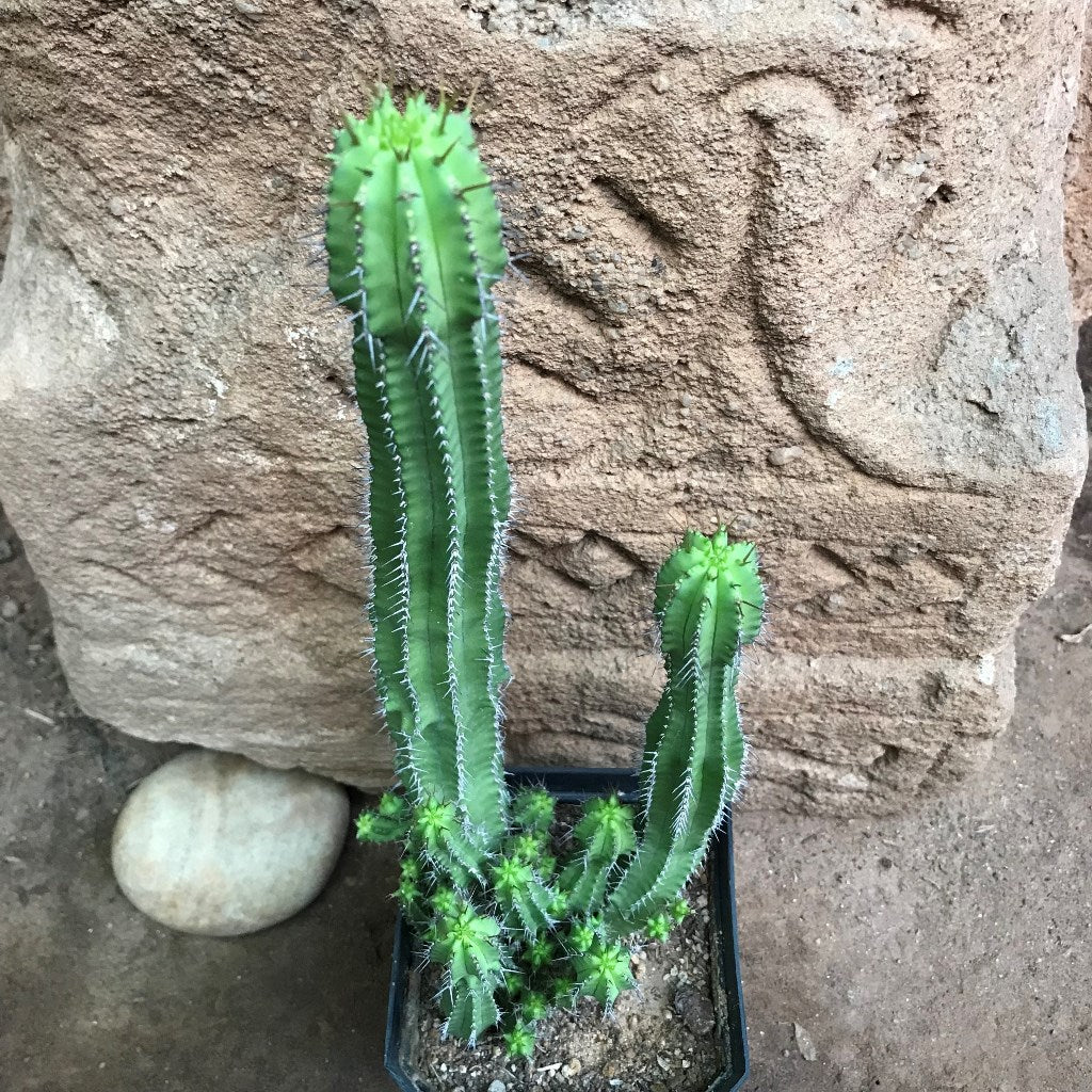 Euphorbia Fruticosa Cactus Plant - myBageecha