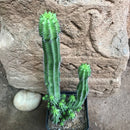 Euphorbia Fruticosa Cactus Plant