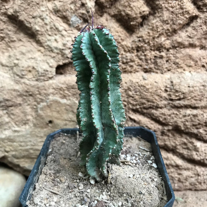 Euphorbia Horrida f Montruosa Cactus Plant