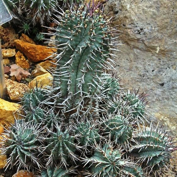 Euphorbia Horrida f Montruosa Cactus Plant - myBageecha