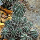 Euphorbia Horrida f Montruosa Cactus Plant