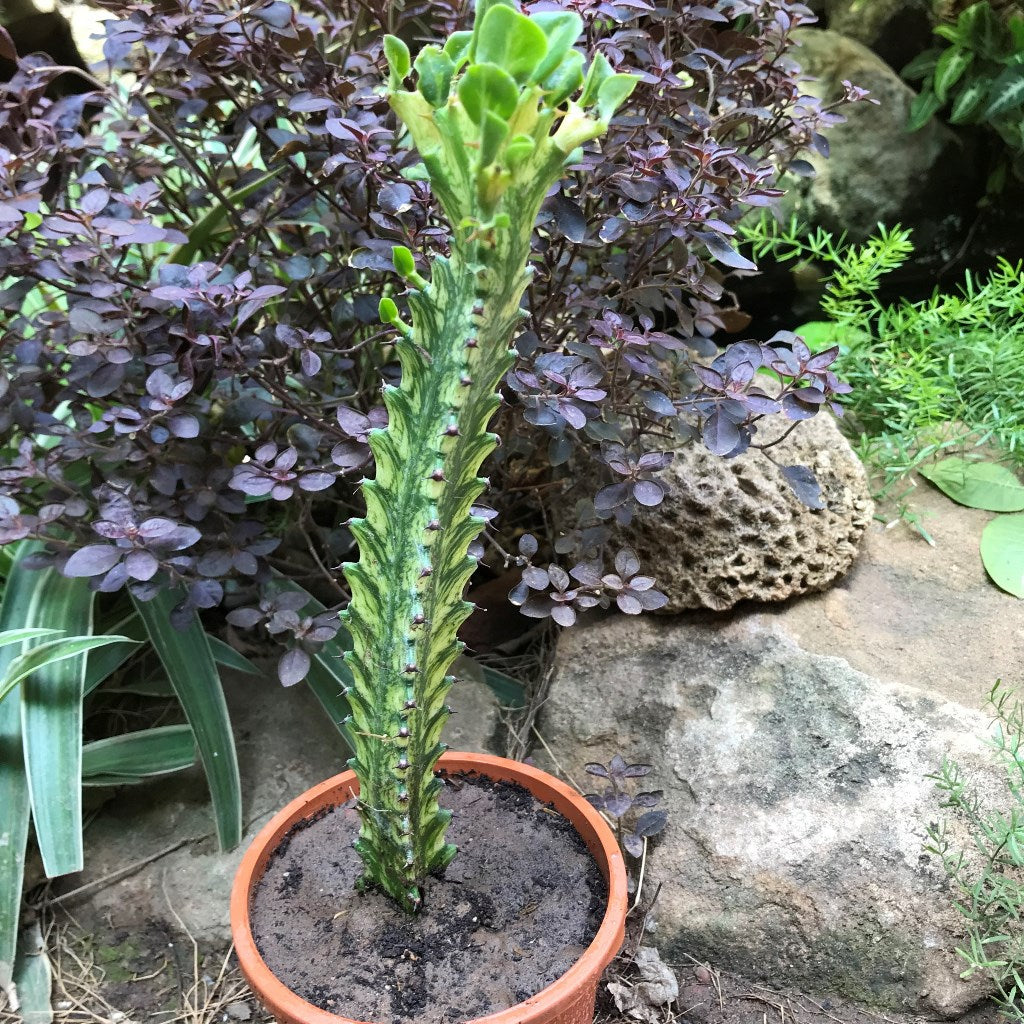 Euphorbia Mayurnatganii Variegata Cactus Plant - myBageecha