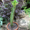 Euphorbia Mayurnatganii Variegata Cactus Plant